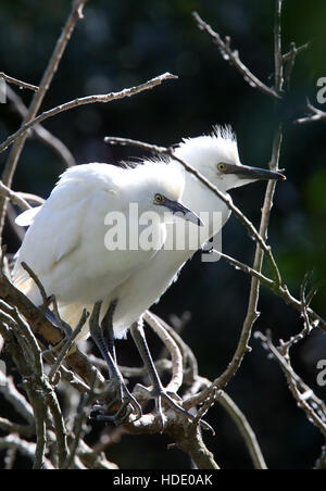 Airone guardabuoi, (Bubulcus ibis), 2 uccellini in un albero, Andalusia. Foto Stock