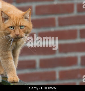 Lo zenzero Big cat con ling whiskers camminando sulla recinzione di legno Foto Stock