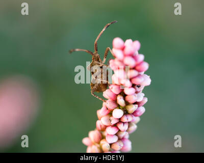 I capretti bug su un fiore di grano saraceno Foto Stock