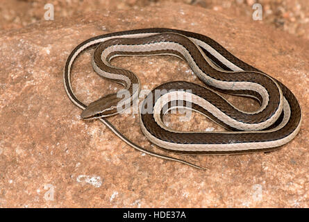 L'immagine della sabbia Schokari Racer snake (Psammophis schokari) è stato preso in Hmpi, Karnatka, in India Foto Stock