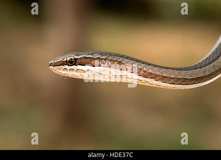 L'immagine della sabbia Schokari Racer snake (Psammophis schokari) è stato preso in Hmpi, Karnatka, in India Foto Stock