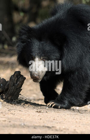 L'immagine di Sloth Bear ( Melursus ursinus) è stato preso in Daroji Wildlife Sanctuary, Karanatka, India Foto Stock