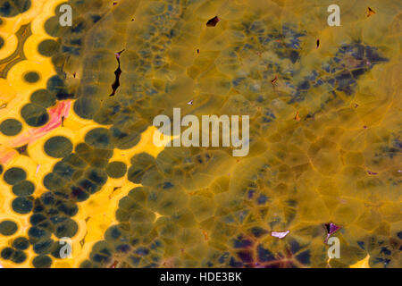 Arancione e verde orbicular jasper Foto Stock