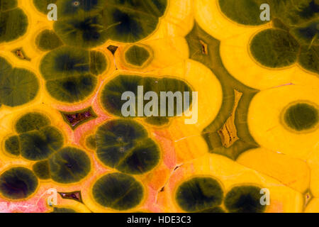 Arancione e verde orbicular jasper Foto Stock