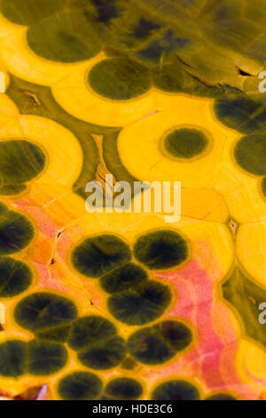 Arancione e verde orbicular jasper Foto Stock