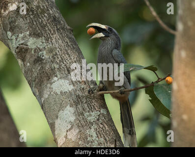 L'immagine del Malabar grigio Hornbill ( Ocyceros griseus) è stato preso in Dandeli Wildlife Sanctuary, Karnatka, India Foto Stock