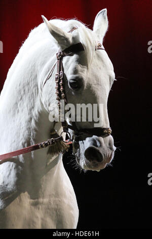 Bella lipizzan cavallo in posa contro colorato di rosso le luci di retroilluminazione Foto Stock