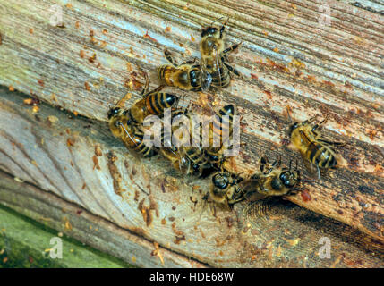 Honeybees raccogliendo attorno l'alveare ingresso. Foto Stock