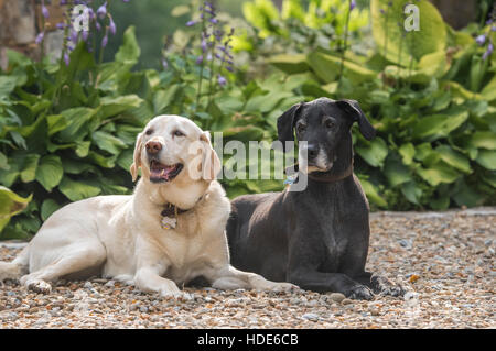 Amici del cane che giace sul sentiero di ghiaia Foto Stock