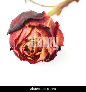 Rossi Secchi è salito oltre il bianco sullo sfondo isolato Foto Stock