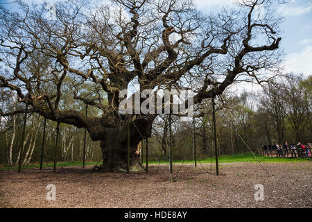 La quercia Major, Foresta di Sherwood, vicino Edwinstowe, Nottinghamshire, England, Regno Unito Foto Stock
