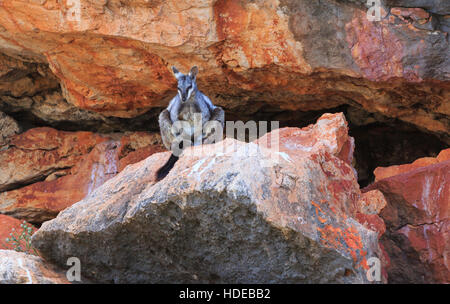 Petrogale lateralis, comunemente noto come un nero-footed o nero-fiancheggiata rock wallaby. Yardie Creek, Cape Range National Park Foto Stock