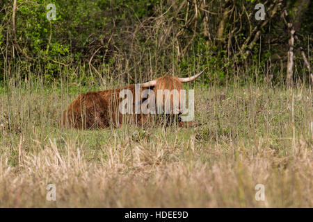 Rilassata highland scozzesi carni bovine seduta in Prato Foto Stock