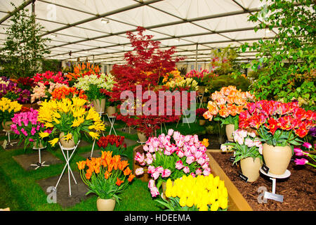 Chelsea Flower Show 2016,Bloms lampadine Holland,fiore,Scultura,Garden Design, esposizione,Cinque giorni dell'evento,London SW3,Gran Bretagna Foto Stock