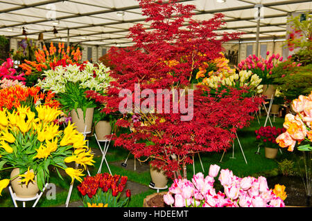 Chelsea Flower Show 2016,Bloms lampadine Holland,fiore,Scultura,Garden Design, esposizione,Cinque giorni dell'evento,London SW3,Gran Bretagna Foto Stock