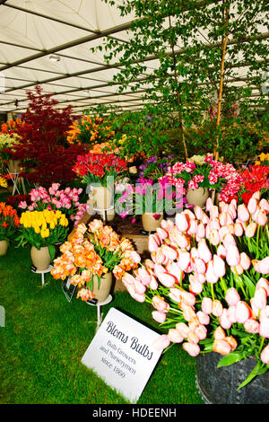 Chelsea Flower Show 2016,Bloms lampadine Holland,fiore,Scultura,Garden Design, esposizione,Cinque giorni dell'evento,London SW3,Gran Bretagna Foto Stock