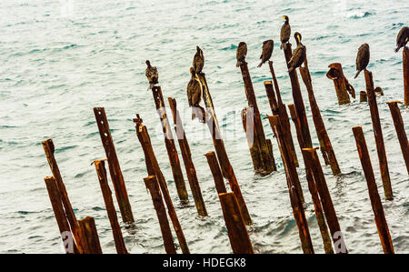 Cormorani sul molo in rovina Foto Stock