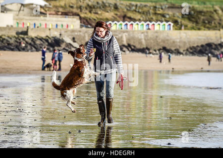 Nia Jones e il suo Welsh Springer Rio, da Cardiff, divertitevi giocando sulla spiaggia ed in mare a Barry Island, Vale of Glamorgan, Galles, dove cielo azzurro e sole splendente dominano il Galles del Sud Costa come dicembre temperature continuano ad essere mite. Foto Stock