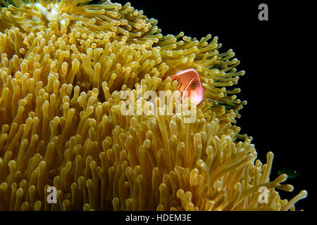 Rosa di pesce di anemone in the anemone. Thailandia subacquea. Foto Stock