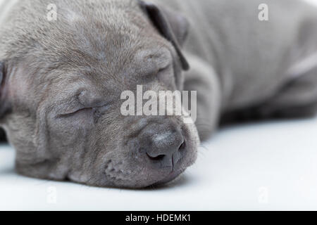 Thai ridgeback cucciolo isolato su bianco Foto Stock