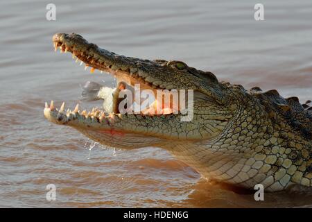 Coccodrillo del Nilo (Crocodylus niloticus) con il pesce ancora vivo nella sua bocca, Sunset Dam, Kruger National Park, Sud Africa e Africa