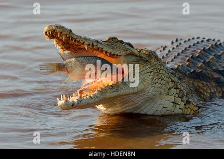 Coccodrillo del Nilo (Crocodylus niloticus) con il pesce ancora vivo nella sua bocca, Sunset Dam, Kruger National Park, Sud Africa e Africa