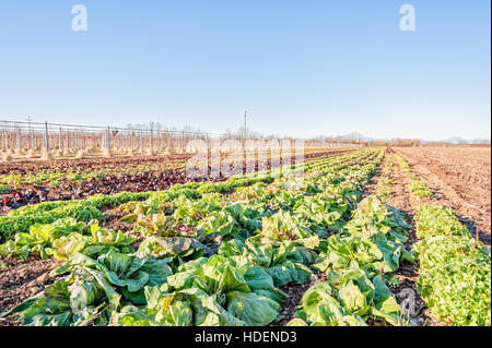 Campo di varietà di insalata. Il radicchio di Chioggia. Radicchio variegato. Foto Stock
