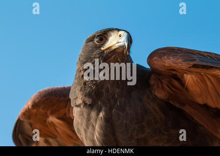 Maggiore maschio maculato (Aquila clanga clanga) durante un deserto spettacolo di falconeria. Dubai, EAU. Foto Stock