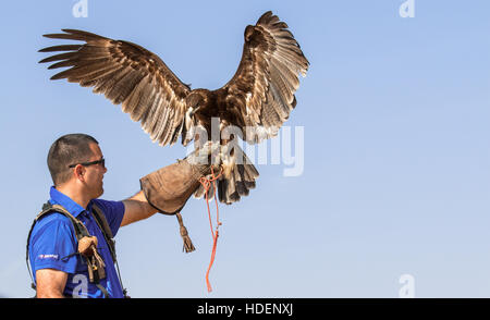 Maggiore maschio maculato (Aquila clanga clanga) durante un deserto spettacolo di falconeria. Dubai, EAU. Foto Stock