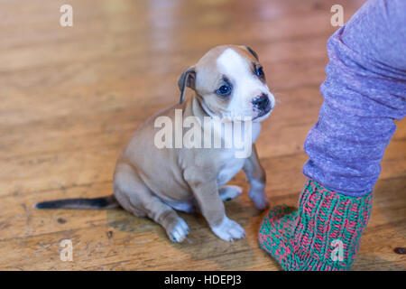 Adorabile cucciolo Bulldog maschio di 6 settimane di colore marrone e bianco Foto Stock