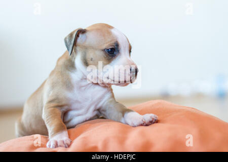 Adorabile cucciolo Bulldog maschio di 6 settimane di colore marrone e bianco Foto Stock