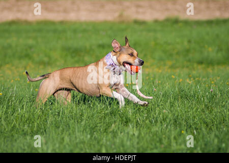 American Staffordshire Terrier giocando con una palla rossa su una soleggiata giornata di primavera Foto Stock