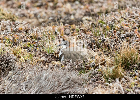 Due bande (plover Charadrius falklandicus) adulto sul nido in breve la vegetazione in estate nelle Isole Falkland Foto Stock