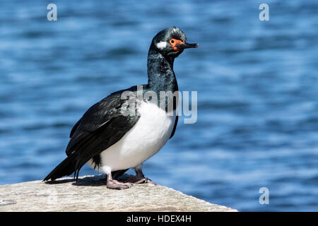 Shag Rock (Phalacrocorax magellanicus) adulto in allevamento piumaggio arroccato sulla parete del porto, Isole Falkland Foto Stock