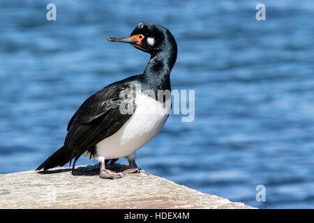 Shag Rock (Phalacrocorax magellanicus) adulto in allevamento piumaggio arroccato sulla parete del porto, Isole Falkland Foto Stock