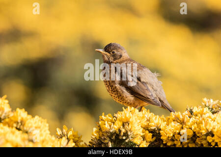 Falkland tordo (Turdus falklandii falklandii) immaturo bird arroccato su gorse bush, Isola di carcassa nelle Isole Falkland Foto Stock