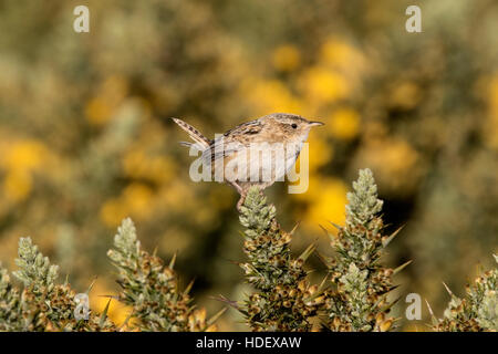 Erba wren o sedge wren (Cistothorus platensis) arroccato su gorse vegetazione, Isole Falkland Foto Stock