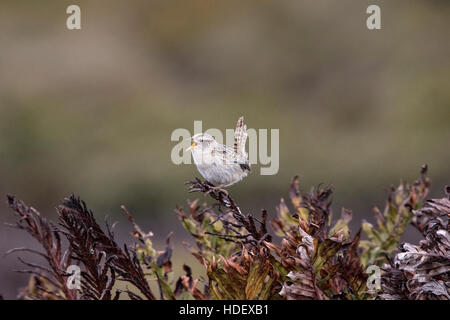 Erba wren o sedge wren (Cistothorus platensis) appollaiato sulla vegetazione e il canto, Isole Falkland Foto Stock