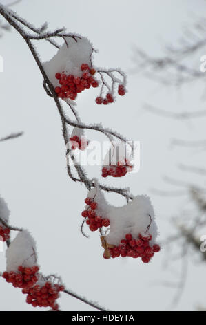 Più grumi di neve montagne coperte di bacche di cenere su due rami contro un cielo grigio con profondità di campo ridotta. Foto Stock