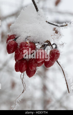Close up della coperta di neve di bacche rosse su un vitigno essiccato contro uno sfondo sfocato dovuta alla profondità di campo. Foto Stock