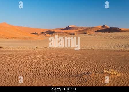 Passeggiate turistiche sulla Scenic dune di Sossusvlei, Namib Desert, Namib Naukluft National Park, Namibia. La luce del pomeriggio. Esplorazione e Avventura in Foto Stock