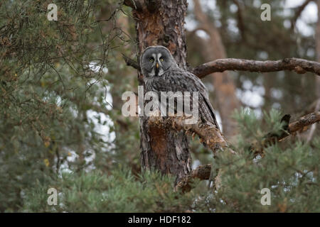 Grande Gufo grigio / Bartkauz ( Strix nebulosa ) appollaiato in un albero di pino, caccia, guardando, ben mimetizzata. Foto Stock