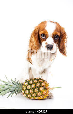 I cani possono mangiare frutta illustrazione. Frutta tropicale e Cavalier King Charles Spaniel cane. Cane con frutta cibo. Dog health care. Foto Stock