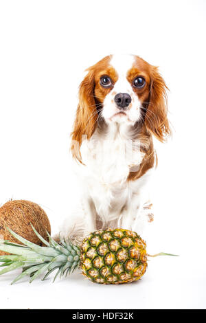 I cani possono mangiare frutta illustrazione. Frutta tropicali e Cavalier King Charles Spaniel cane. cane con frutta cibo. dog health care. Foto Stock