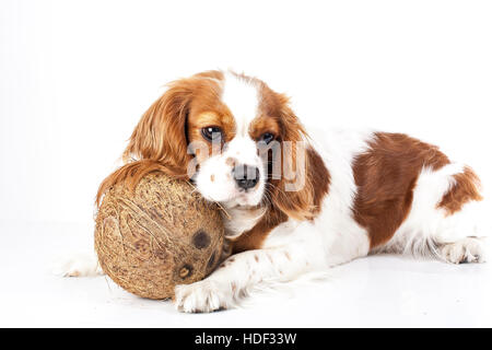 I cani possono mangiare frutta illustrazione. Frutta tropicali e Cavalier King Charles Spaniel cane. cane con frutta cibo. dog health care. Foto Stock