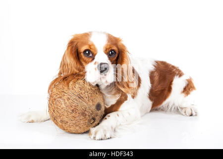 I cani possono mangiare frutta illustrazione. Frutta tropicali e Cavalier King Charles Spaniel cane. cane con frutta cibo. dog health care. Foto Stock