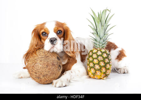 I cani possono mangiare frutta illustrazione. Frutta tropicale e Cavalier King Charles Spaniel cane. Cane con frutta cibo. Dog health care. Foto Stock