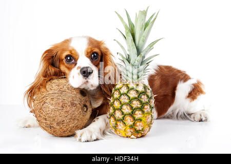 I cani possono mangiare frutta illustrazione. Frutta tropicale e Cavalier King Charles Spaniel cane. Cane con frutta cibo. Dog health care. Foto Stock