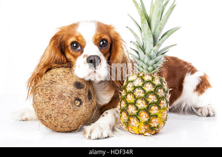 I cani possono mangiare frutta illustrazione. Frutta tropicali e Cavalier King Charles Spaniel cane. cane con frutta cibo. dog health care. Foto Stock