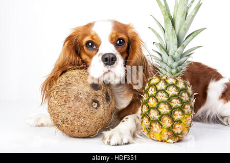 I cani possono mangiare frutta illustrazione. Frutta tropicali e Cavalier King Charles Spaniel cane. cane con frutta cibo. dog health care. Foto Stock